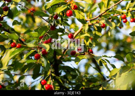 Maturazione di ciliegie rosse appese su un ramo di ciliegio con foglie verdi, che crescono in un frutteto sotto la luce del sole Foto Stock