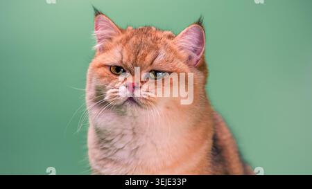 Il gatto scontento della British shorthair allevava le rane dorate su uno sfondo verde chiaro Foto Stock