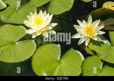 Fiori d'alba Nymphaea Foto Stock