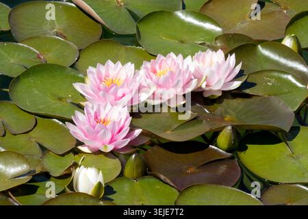 Laghetto ninfea, fiori Foto Stock