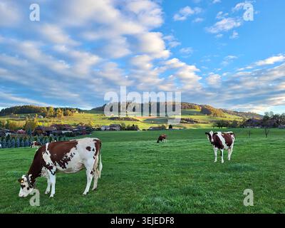 Le tradizionali mucche svizzere brune e bianche pascolano su un rigoglioso prato verde in Svizzera Foto Stock