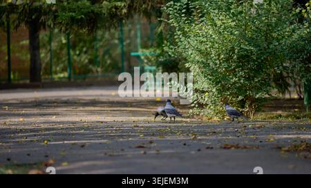 Tre corvi grigi sono su un sentiero lastricato in un parco Foto Stock