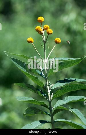 Orange Ball Tree Buddleja globosa Foto Stock