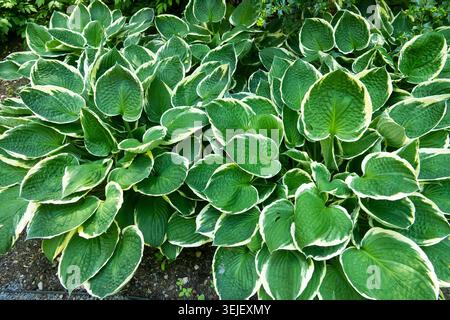 Massiccia crescita di variegati cespugli verdi e bianchi Plantain Lily Hosta fortunei 'Francee' che coprono il terreno in un giardino estivo Foto Stock