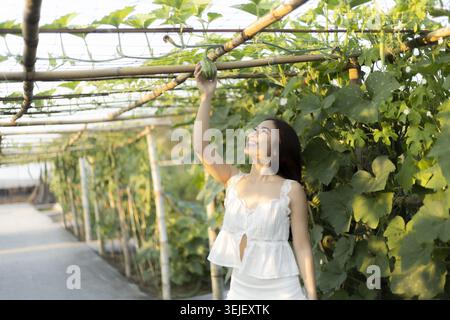 Giovane donna asiatica felice in abito bianco gode della natura e di uno stile di vita sano in giardino. Raccolta di verdure fresche da una pianta in un'azienda agricola biologica per il benessere Foto Stock