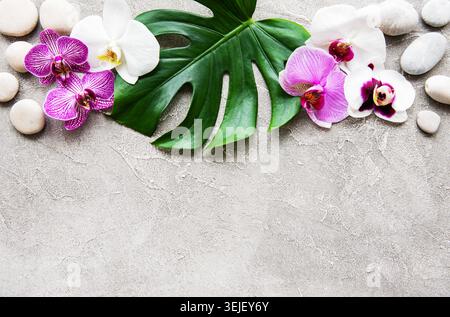 Foglie tropicali di monstera e fiori di orchidea Foto Stock