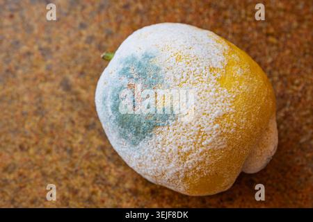 Una foto macro dettagliata dall'alto di un frutto di limone viziato che mostra un significativo decadimento fungino, spore bianche e muffa verde sulla sua buccia gialla Foto Stock