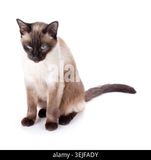 Gatto siamese Foto Stock