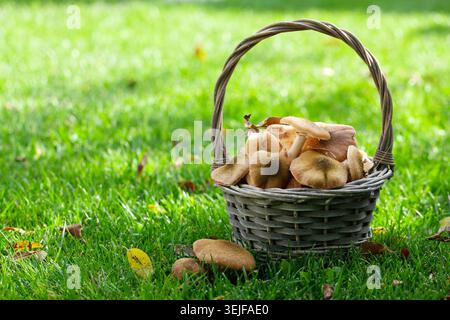 Autunno di funghi Foto Stock