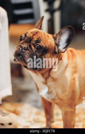 Bulldog francese di colore chiaro con orecchie grandi e faccia rugosa Foto Stock