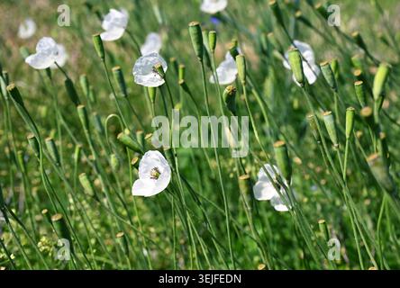 Papaver somniferum papaveri bianchi in fiore con capsule di semi, prato di papavero di semi di pane Foto Stock