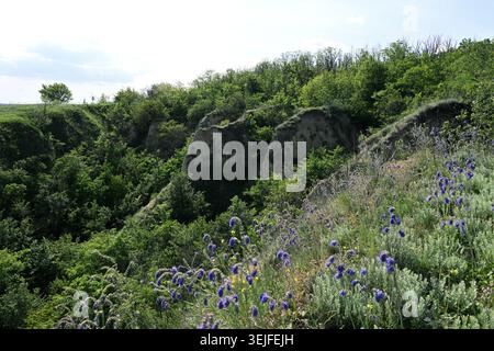 Pendii di steppa nel Parco paesaggistico regionale di Nyzhnovorsklyanskyi, Ucraina, con fiori selvatici di Salvia nutans Foto Stock