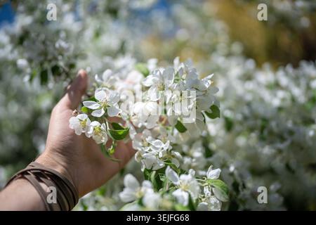 Uomo che tocca un mucchio di meli bianchi in fiore con la mano, primo piano morbido Foto Stock