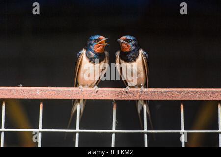 due rondini appollaiate su una recinzione Foto Stock