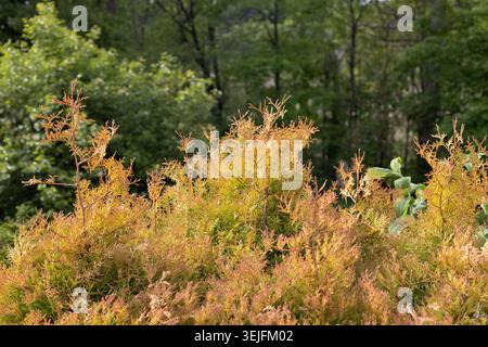 Thuja occidentalis "Congabe", capo del fuoco americano arborvitae. Foto Stock
