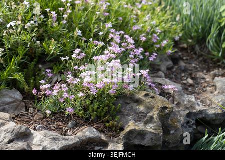 Gypsophila ricorda il "collo rosso", che strizza il respiro del bambino, che cresce tra e intorno alle rocce in un giardino. Foto Stock