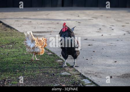 Un gallo nero e una gallina di buff si trovano sul bordo di cemento e erba fresca in un cortile rurale, evocando la vita quotidiana delle fattorie, il comportamento degli animali e la quie Foto Stock
