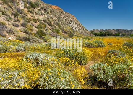 Fiori selvatici gialli nei pressi del lago Elsinore, California, Stati Uniti. Foto Stock