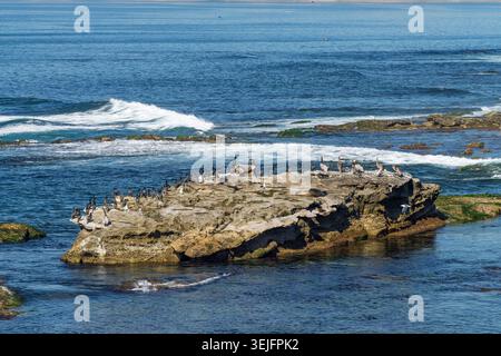 Uccelli sulle scogliere costiere di la Jolla, California, Stati Uniti. Foto Stock