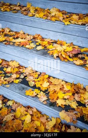 Scala in legno ricoperta di foglie d'acero giallo caduto, fogliame d'autunno dorato sparso intorno ai gradini. Foto Stock