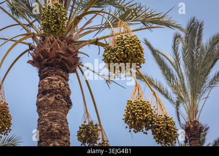 Palme da dattero (Phoenix dactylifera), vista con gruppi di frutta immaturi verdi, foglie contro il cielo blu, Cairo, Egitto. Foto Stock