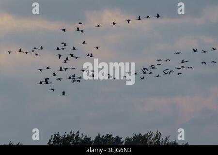 Un massiccio stormo di Gru comuni selvatiche (Grus grus) che volano in formazione sciolta su un terreno scuro della foresta contro un cielo nuvoloso al crepuscolo durante i km autunnali Foto Stock