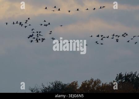 Un massiccio stormo di Gru comuni selvatiche (Grus grus) che volano in formazione sciolta su un terreno scuro della foresta contro un cielo nuvoloso al crepuscolo durante i km autunnali Foto Stock