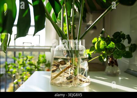 Propagazione della pianta domestica di Monstera deliciosa dal taglio delle foglie in acqua in vaso di vetro a casa, primo piano Foto Stock