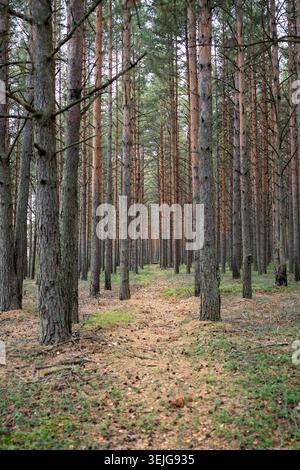 Percorso a piedi stretto attraverso la foresta autunnale con file di pini alti tra sentieri tortuosi Foto Stock