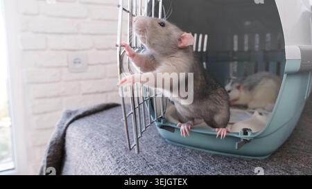 Un piccolo topo carino che siede nel container da viaggio aperto e chiude la porta Foto Stock