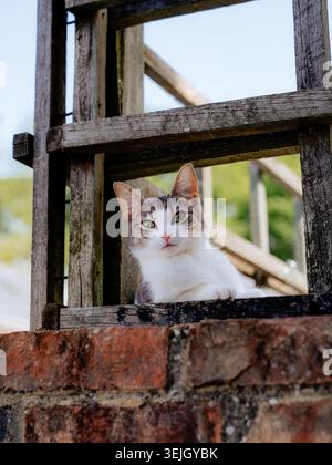 Un gattino grigio e bianco guarda attraverso una recinzione di legno intemprata sopra una parete di mattoni in una giornata di sole. Foto Stock