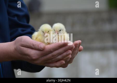 Un uomo ha in mano due pulcini di un giorno. Foto Stock