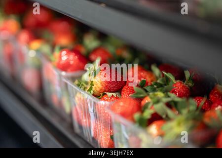 Fragole rosse biologiche coltivate in un'azienda agricola Smart confezionate in scatole di plastica esposte sullo scaffale in magazzino. Foto Stock