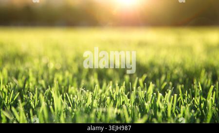 Primo piano dell'erba appena tagliata sul prato verde o sul campo con il sole Foto Stock