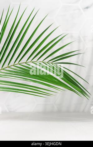 Soleggiato sfondo tropicale estivo - foglie di palme verdi come bordo alla luce del sole con ombra su pareti piastrellate di marmo bianco, tavolo in legno, co Foto Stock