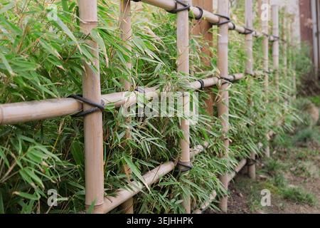 Rami di bambù dietro una recinzione di bambù in stile giapponese. Siepe decorativa nel giardino Foto Stock
