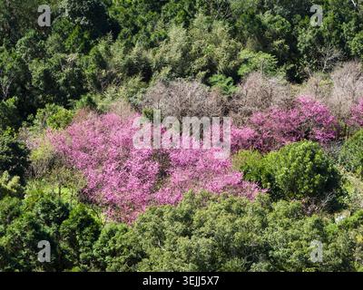 Vista aerea dei vibranti fiori di ciliegio rosa che fioriscono tra una fitta foresta verde sotto la luce del giorno a Taoyuan, Taiwan. Foto Stock