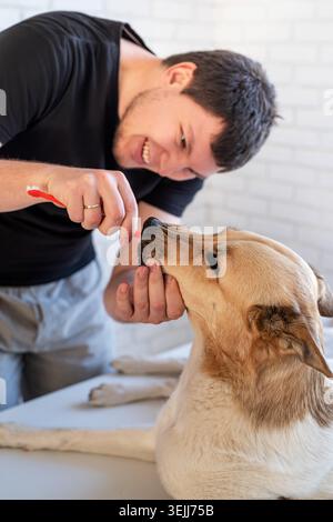 Giovane sorridente che pulisce i denti di un cane da pastore di razza mista Foto Stock