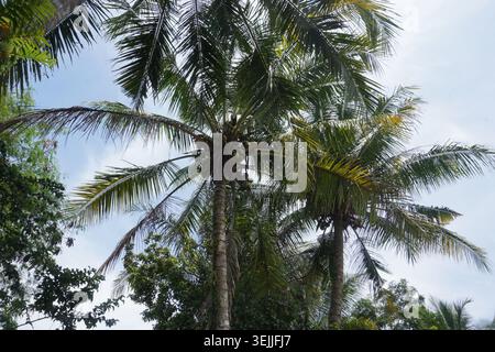 Una vista di un torreggiante albero di cocco visto dal basso. Le sue foglie lussureggianti si intersecano contro un cielo limpido con la luce solare che filtra attraverso gli spazi vuoti Foto Stock