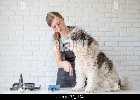 Donna sorridente che cura il bichon frise dog in salone Foto Stock