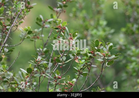 Lucente arbusto mediterraneo di Buckthorn Rhamnus Alaternus con bacche in via di sviluppo Foto Stock