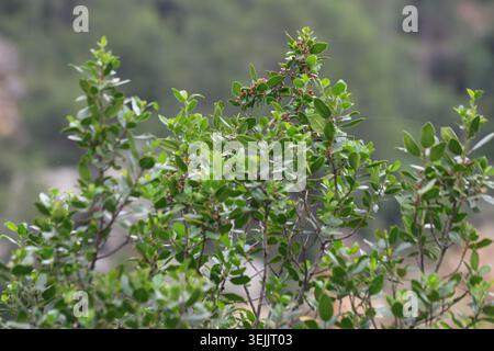 Lucente arbusto mediterraneo di Buckthorn Rhamnus Alaternus con bacche in via di sviluppo Foto Stock