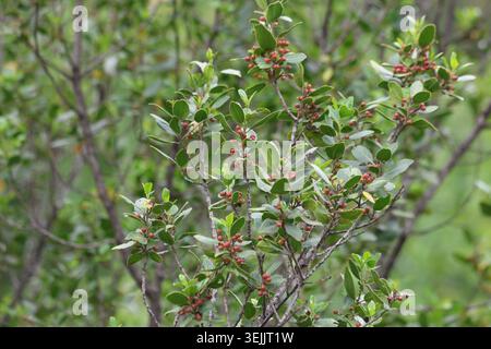 Lucente arbusto mediterraneo di Buckthorn Rhamnus Alaternus con bacche in via di sviluppo Foto Stock