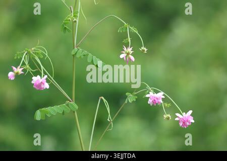 Securigera vera selvatica (Coronilla varia) in fiore con fiori di reperto rosa e bianco della Corona nella natura Foto Stock