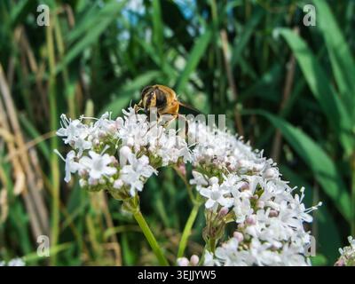Vista ravvicinata di una mosca di un drone (lat: Eristalis tenax) seduta su un fiore di ombelico bianco a Allgäu, Baviera. Foto Stock