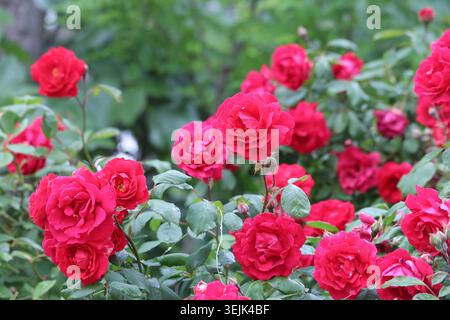 Abbondanti rose di arbusti rosse che sbocciano su un lussureggiante Bush verde Foto Stock