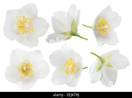 Collezione di fiori di gelsomino su sfondo bianco, primo piano. Il file contiene percorsi di ritaglio. Foto Stock