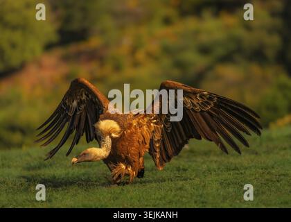 Avvoltoio grifone (Gyps fulvus) di fronte al decollo, Pirenei, Spagna Foto Stock