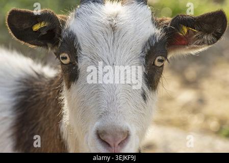 Ritratto della testa di uno dei fotografi con capra Foto Stock