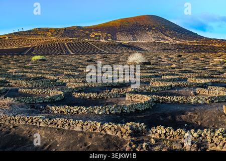 Viti con pareti di roccia lavica, vino che cresce su cenere vulcanica utilizzando il metodo di coltivazione a secco, la Geria, l'isola di Lanzarote, l'isola delle Canarie Foto Stock